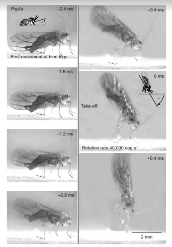 Plant Lice Jump from Burrows Fig. 4