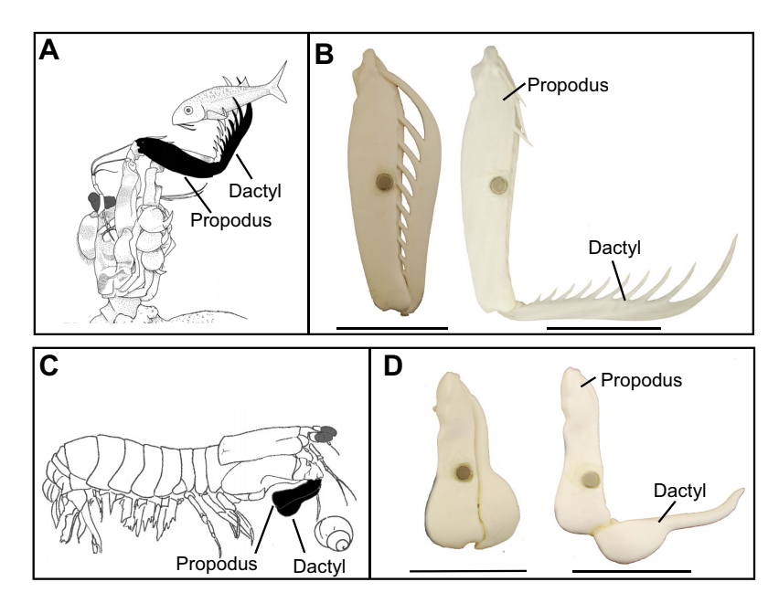 Dactyl Differentiation McHenry Fig. 1