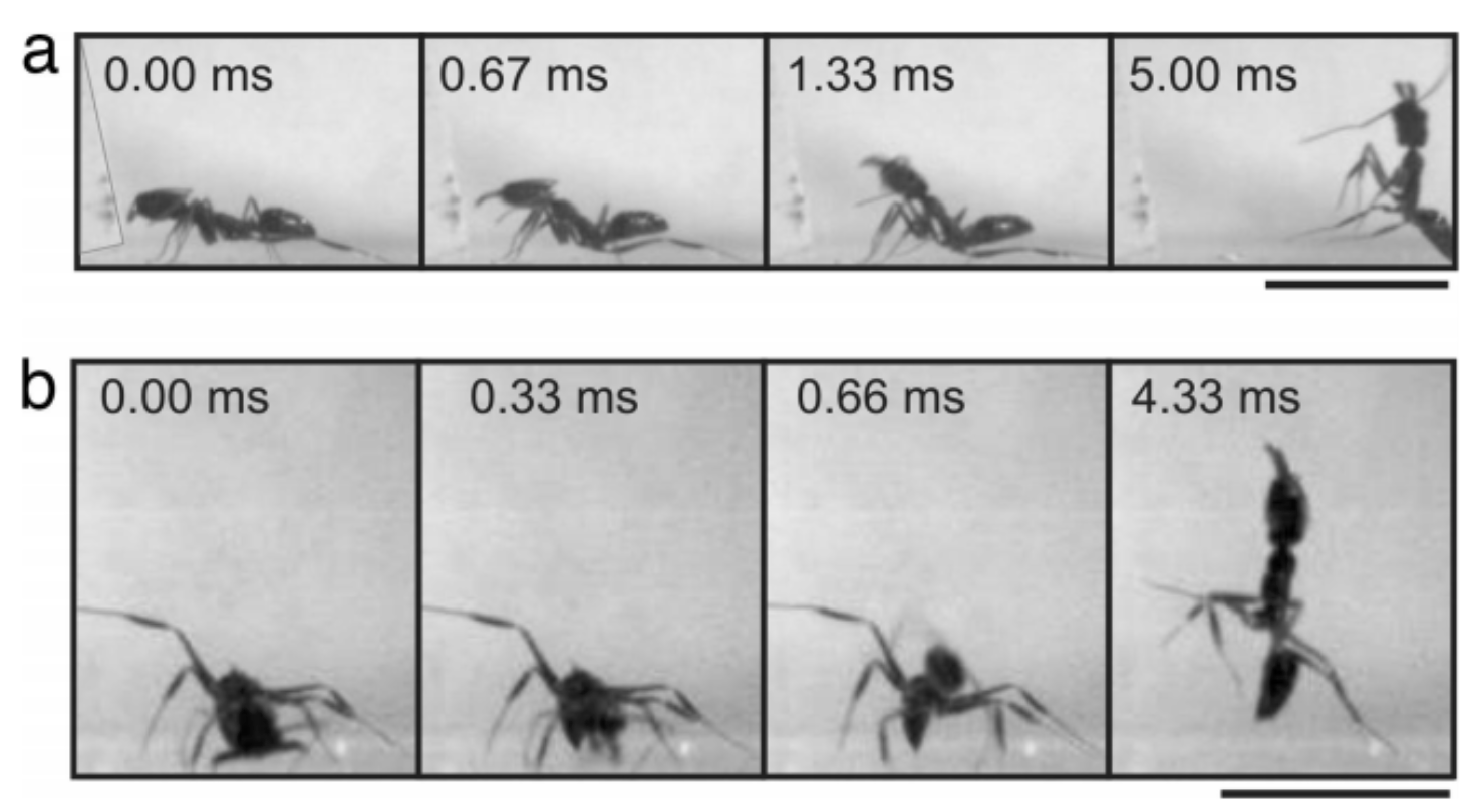 Trap-Jaw Ant Behaviors from Patek Fig 3