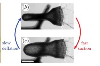 Aquatic Bladderwort Suction Trap Mechanism from Vincent et al.