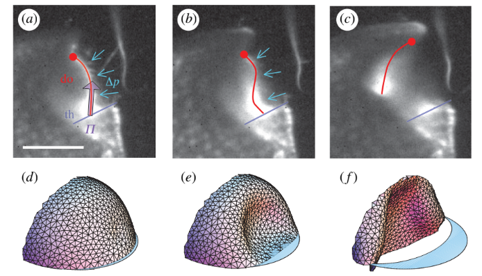 Aquatic Bladderwort Buckling Mechanism from Vincent et al.