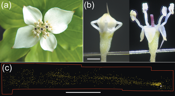 Bunchberry flowers