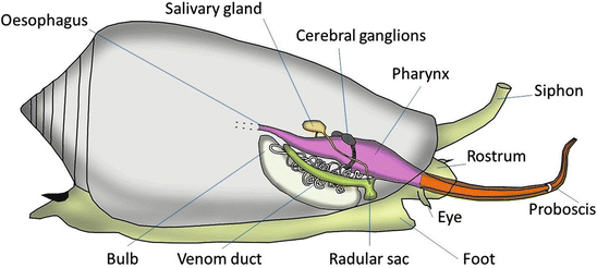 cone snail anatomy