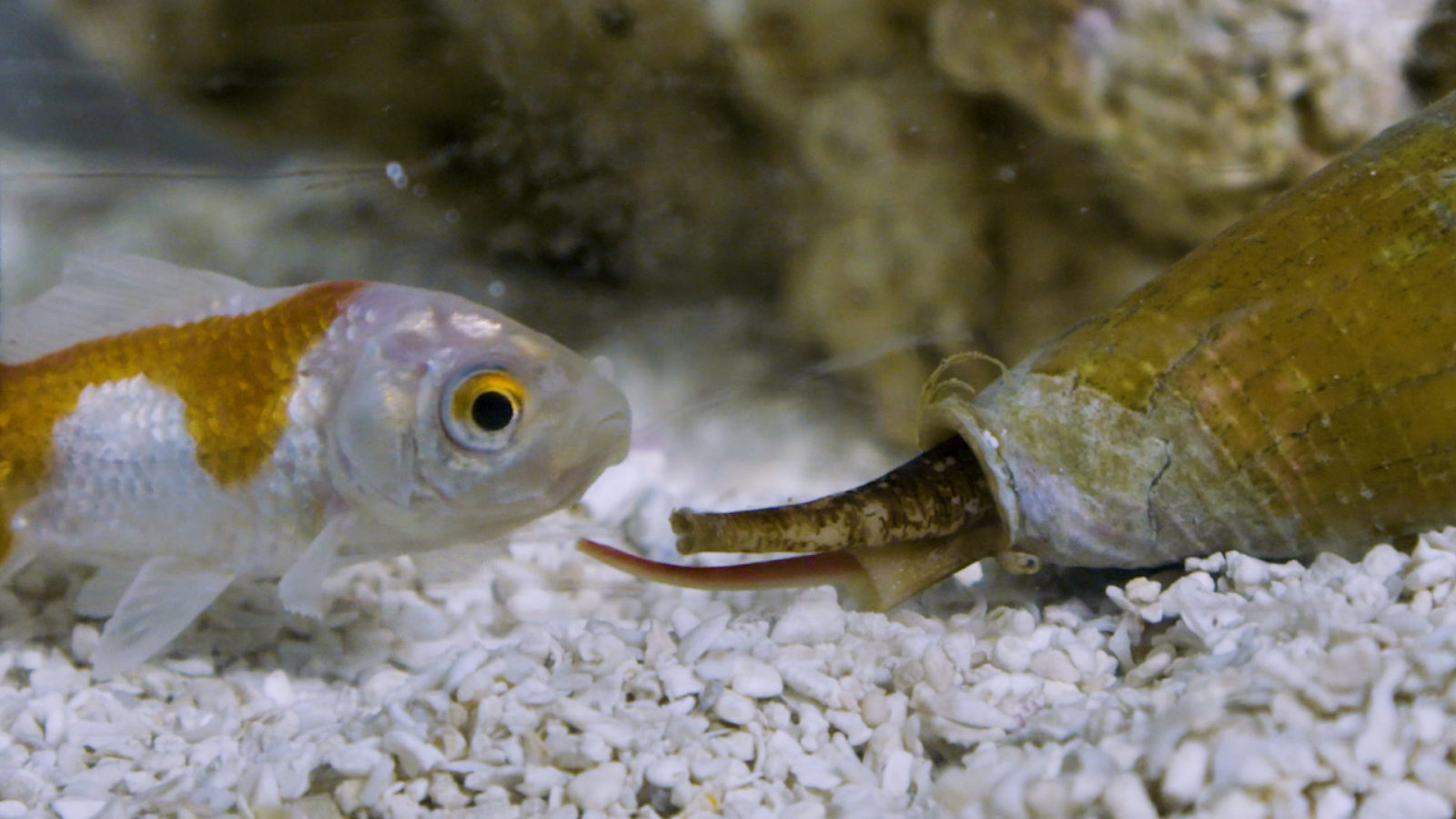 cone snail hunting