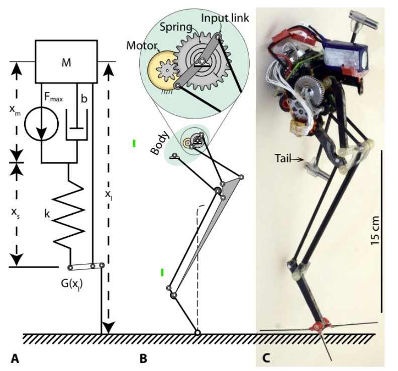 Galago-inspired Salto Robot