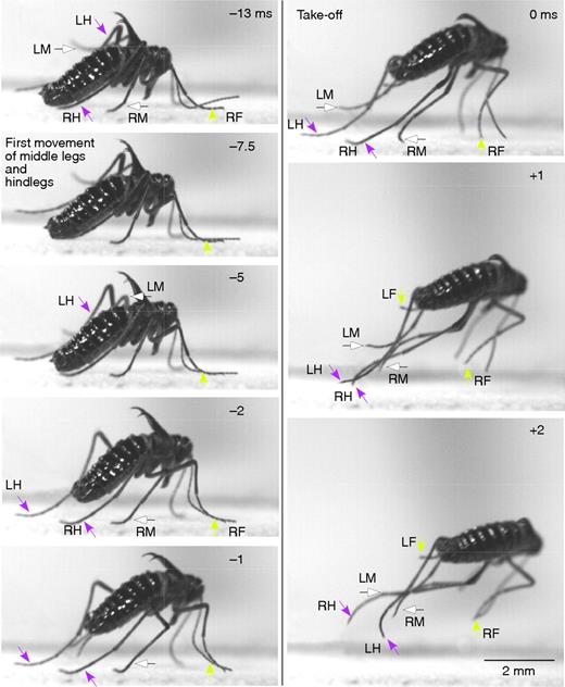 Snow Flea Jump