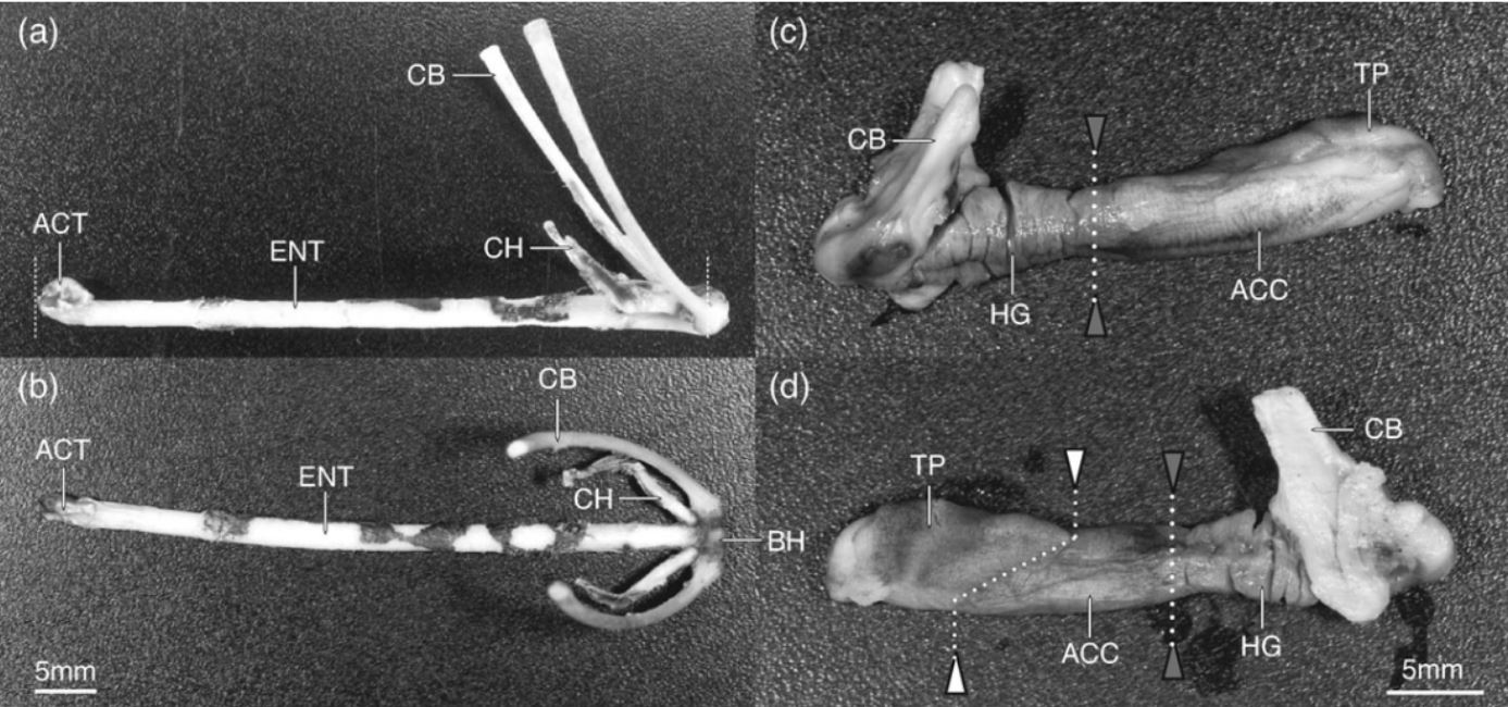 Chameleon tongue schematic from Aderson et al