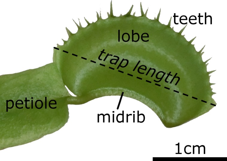 Parts of a Venus Fly Trap