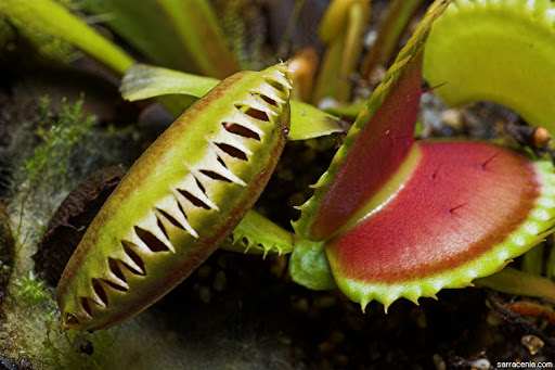 Closed and Open Venus Fly Traps